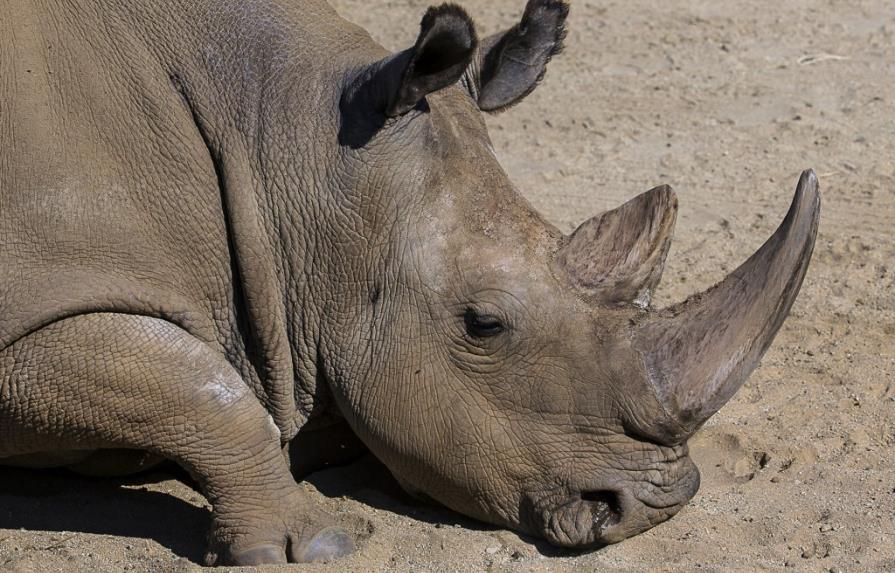Muere raro rinoceronte blanco en California