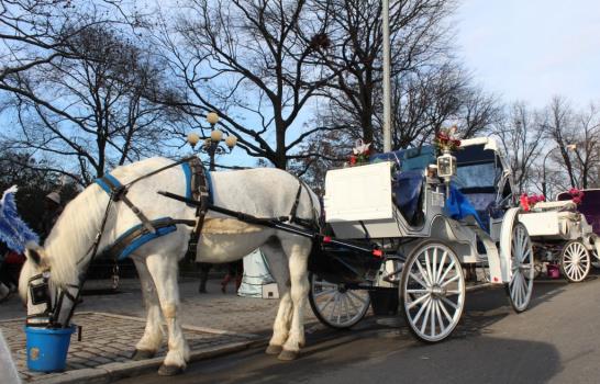 Los caballos de Central Park dividen a Nueva York Los caballos de Central Park dividen a Nueva York