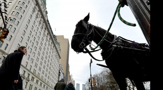 Los caballos de Central Park dividen a Nueva York Los caballos de Central Park dividen a Nueva York