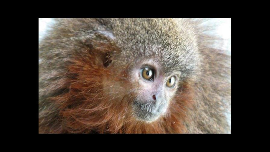 Descubren 169 nuevas especies en la Amazonía brasileña en cuatro años Descubren 169 nuevas especies en la Amazonía brasileña en cuatro años