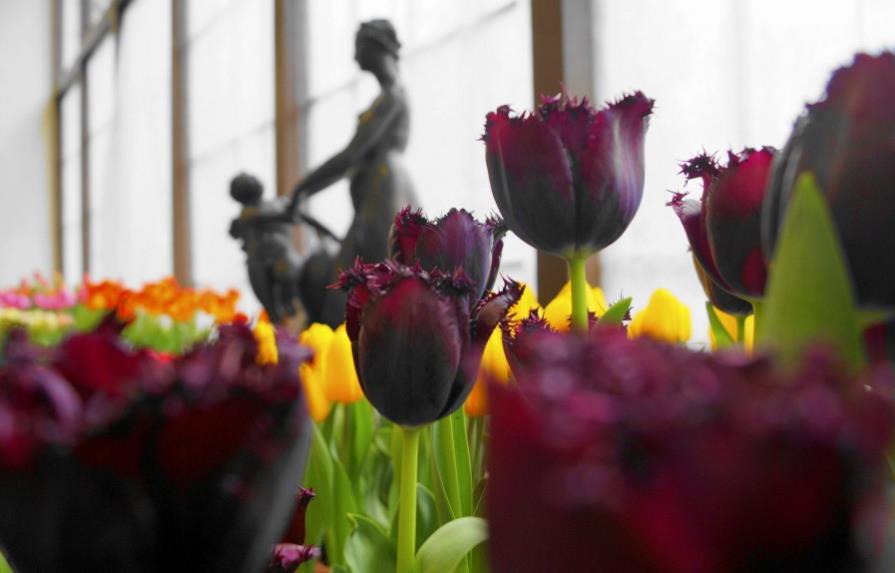 Praga recuerda cómo el tulipán desató la primera quiebra bursátil de Europa