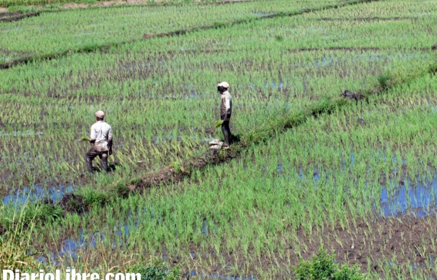 La crisis agua incide en la producción de arroz y de plátanos en el sur
