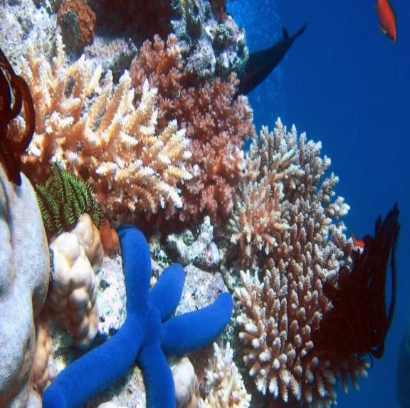 Dragar cerca de arrecifes aumenta la frecuencia de enfermedades de corales