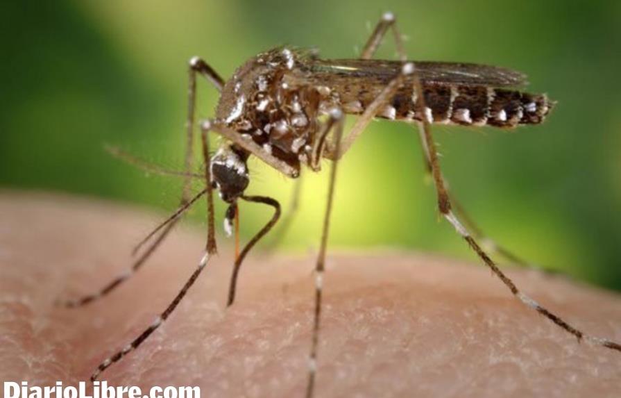 Hongos para combatir el mosquito de la fiebre chikungunya y el dengue