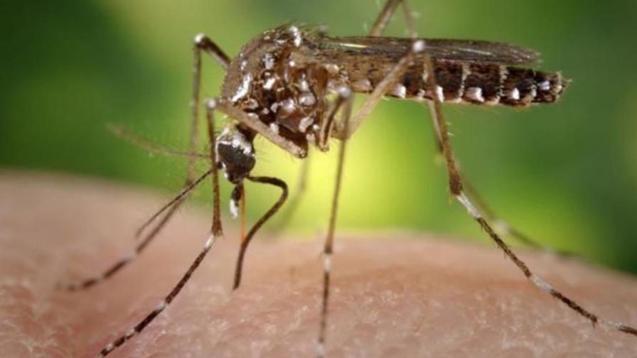 Hongos para combatir el mosquito de la fiebre chikungunya y el dengue Hongos para combatir el mosquito de la fiebre chikungunya y el dengue