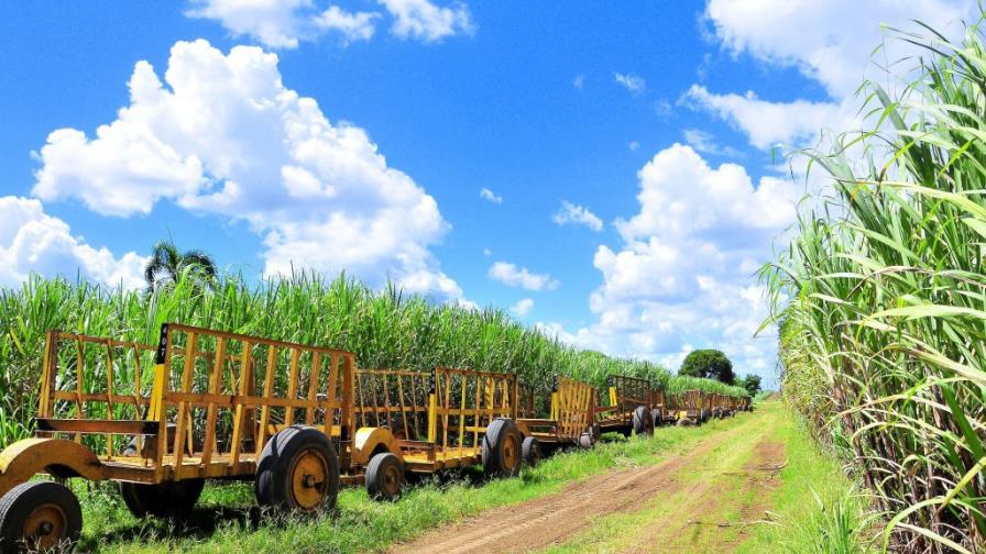 Colonos del Central Romana reciben pagos por casi 2 mil millones de pesos Colonos del Central Romana reciben pagos por casi 2 mil millones de pesos