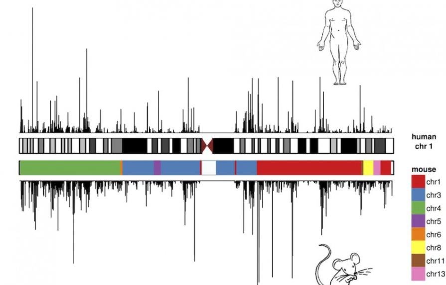 Genoma de humanos y ratones tiene el mismo lenguaje pero diferente evolución