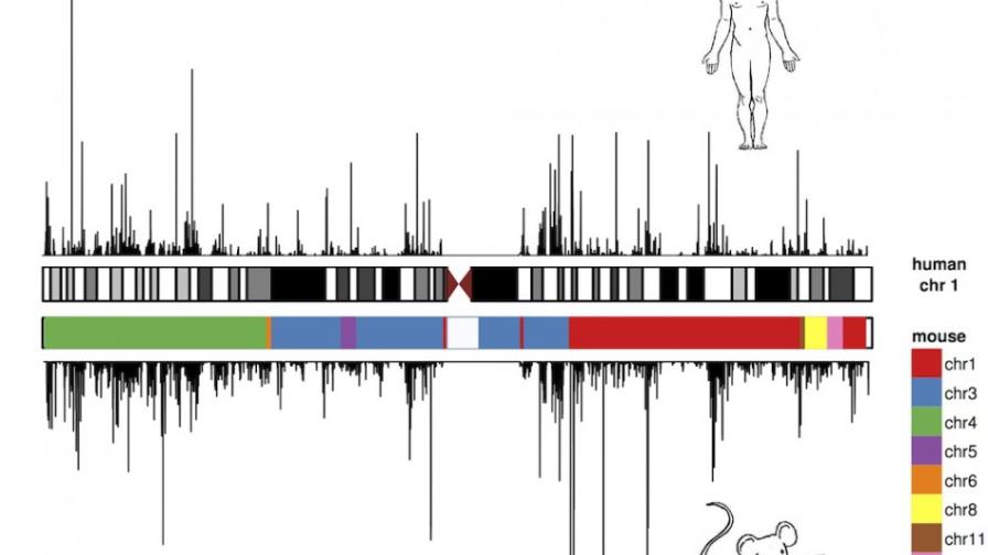 Genoma de humanos y ratones tiene el mismo lenguaje pero diferente evolución Genoma de humanos y ratones tiene el mismo lenguaje pero diferente evolución