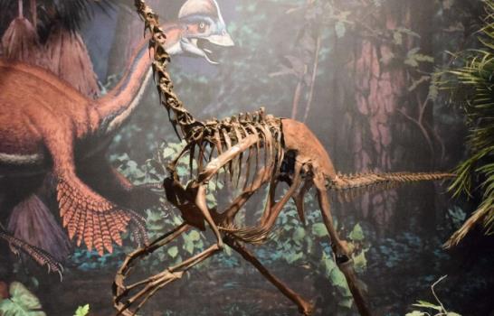Científicos descubren restos de dinosaurio que vivió hace 66 millones de años