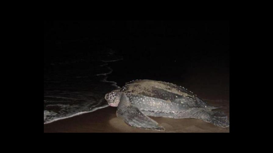 Aumentan los nidos de tortugas tinglar en las playas de Puerto Rico