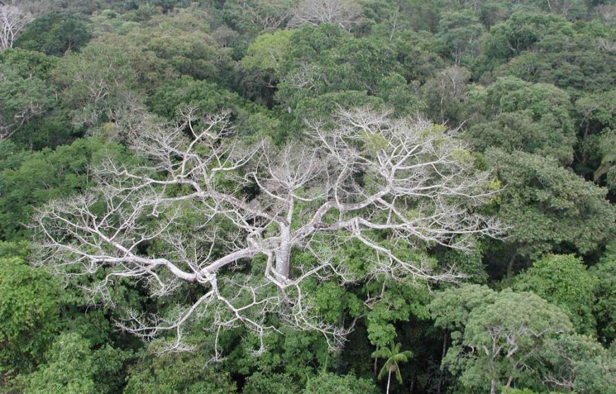 Aumenta hasta cuatro veces la deforestación en Brasil