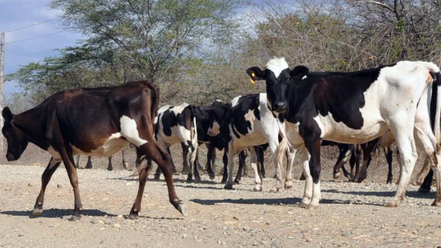 Denuncian cuatreros tienen al borde de la quiebra a ganaderos de la Línea Noroeste
