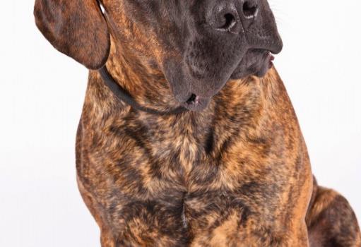 Asociación aprueba cuatro nuevas razas de perros