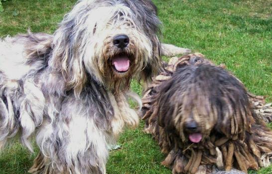 Asociación aprueba cuatro nuevas razas de perros