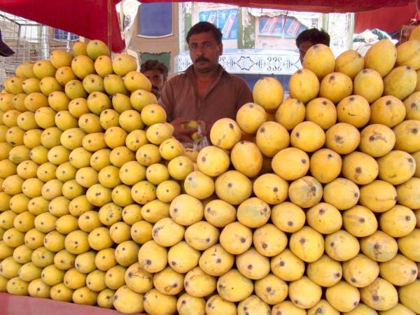Exportaciones de mango en 2013 superaron los US$11 millones