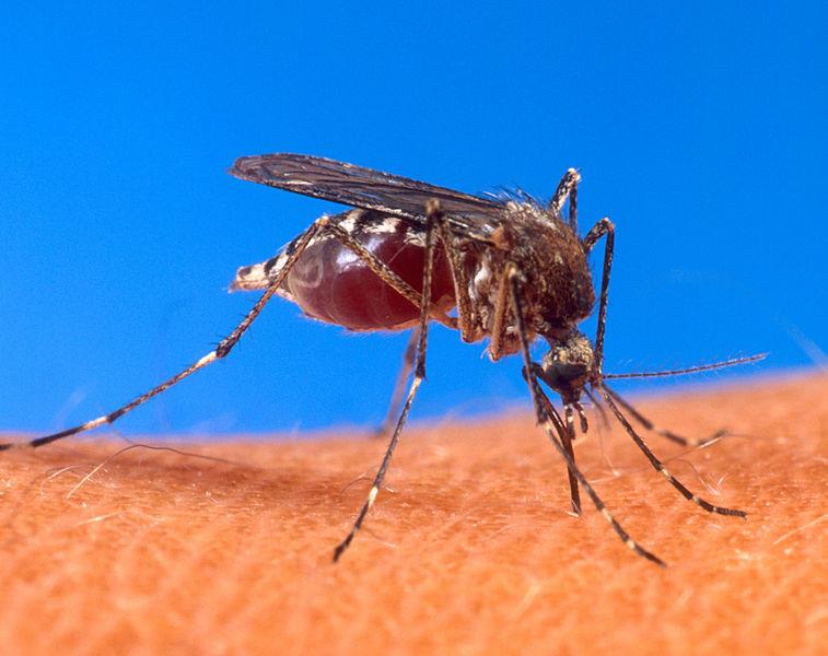 Dominicana residente en Panamá afectada con virus chikungunya