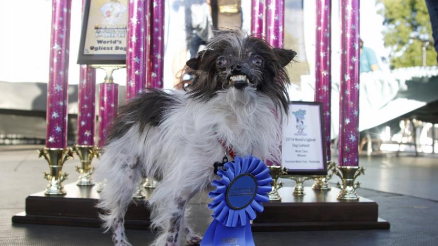 Perro de dos años es el perro más feo del mundo