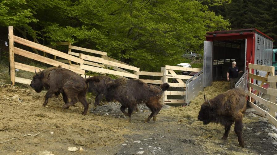 El bisonte europeo regresa a Rumanía tras dos siglos de extinción