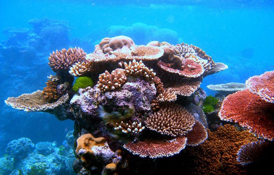 La Gran Barrera de Coral se encuentra en su peor estado de conservación