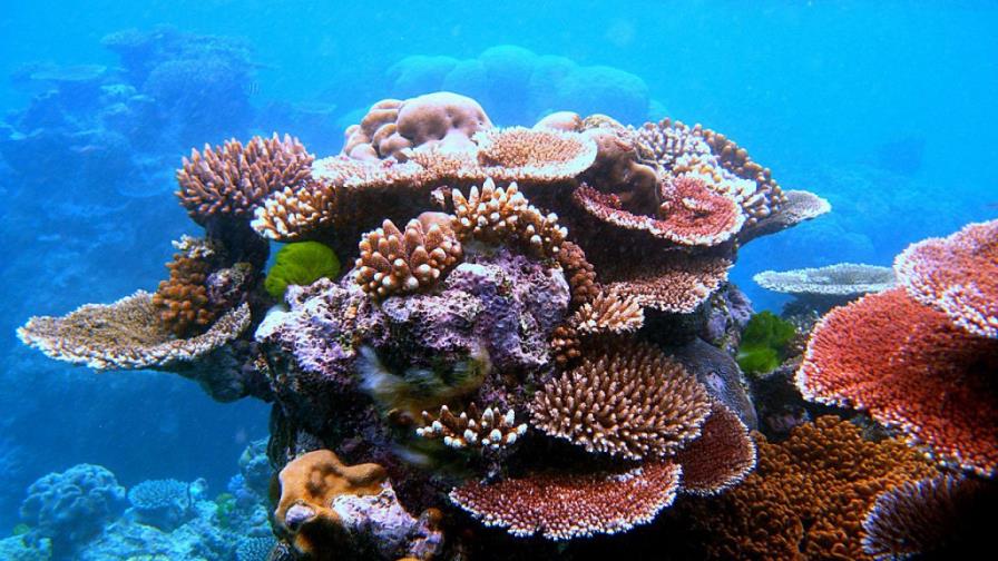 La Gran Barrera de Coral se encuentra en su peor estado de conservación La Gran Barrera de Coral se encuentra en su peor estado de conservación
