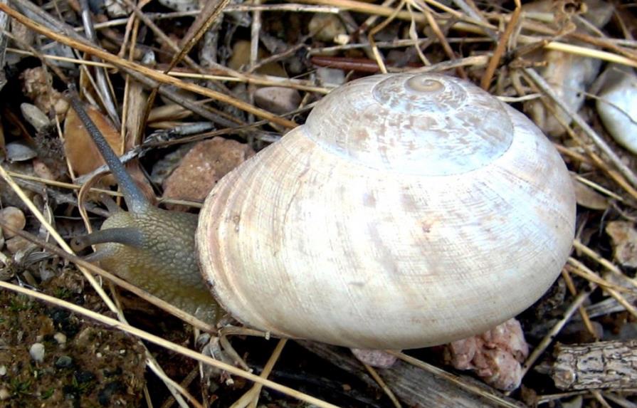 Los caracoles terrestres ya se consumían hace 30.000 años en España