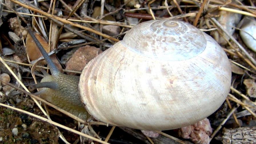 Los caracoles terrestres ya se consumían hace 30.000 años en España