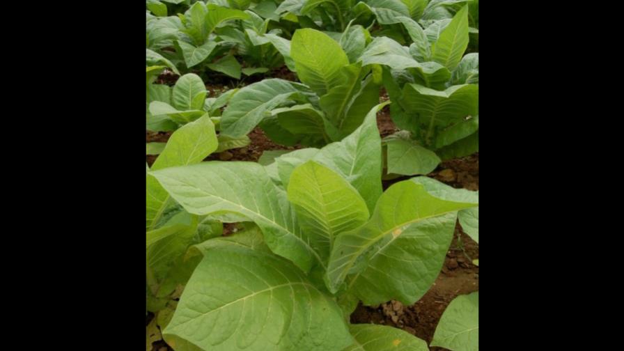 Exportación cigarros supera US$600 millones