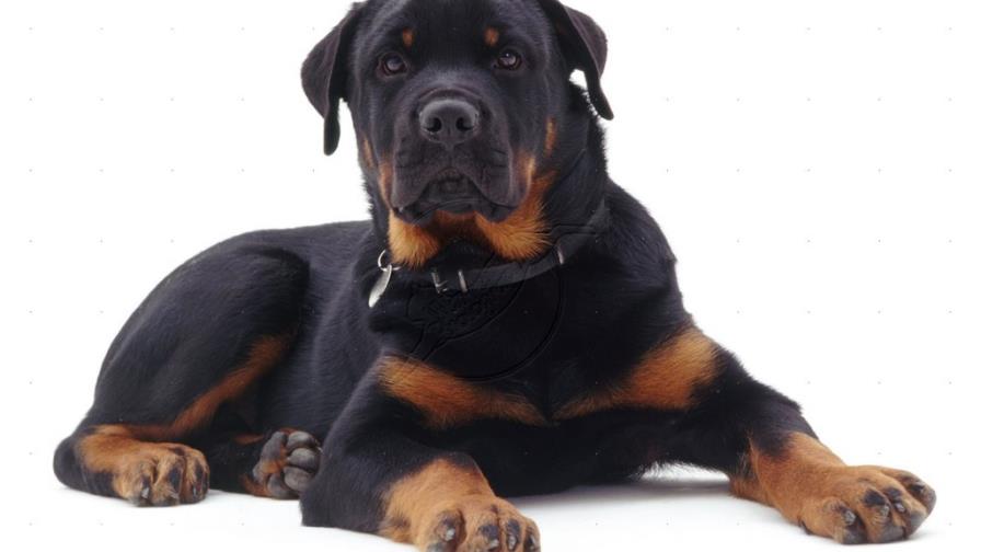 Mm.-¿Hasta qué edad crecen los perros? Mm.-¿Hasta qué edad crecen los perros?