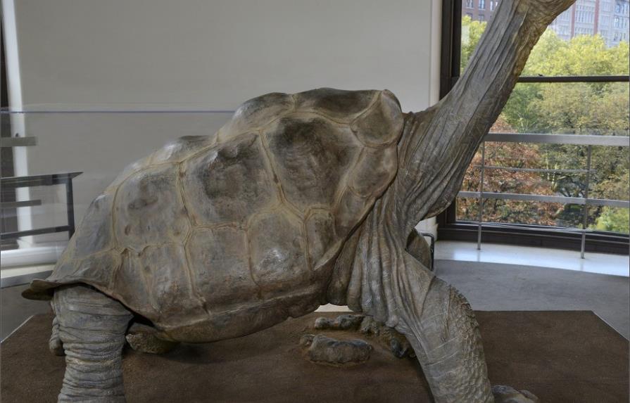 Tras Nueva York, el cuerpo disecado de la tortuga Jorge irá a museo de Quito