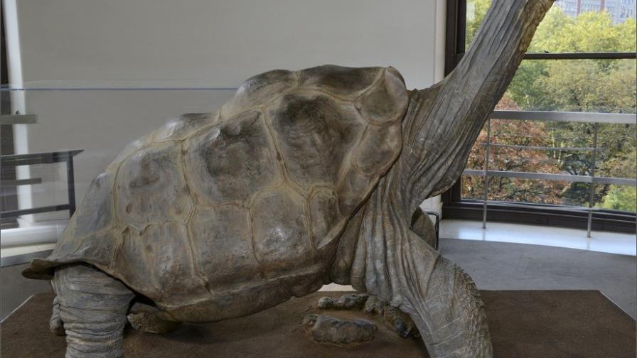 Tras Nueva York, el cuerpo disecado de la tortuga Jorge irá a museo de Quito Tras Nueva York, el cuerpo disecado de la tortuga Jorge irá a museo de Quito