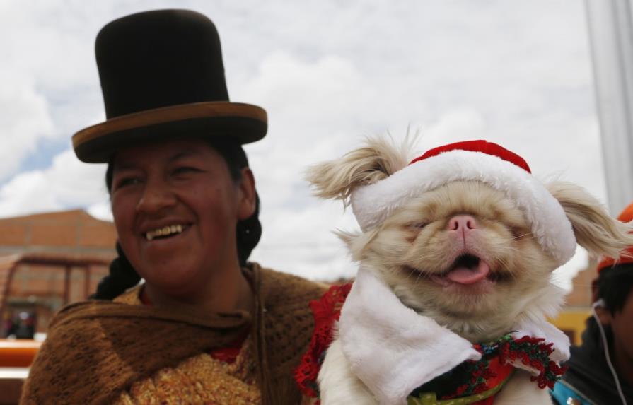 Los canes participan de festejos navideños en Bolivia