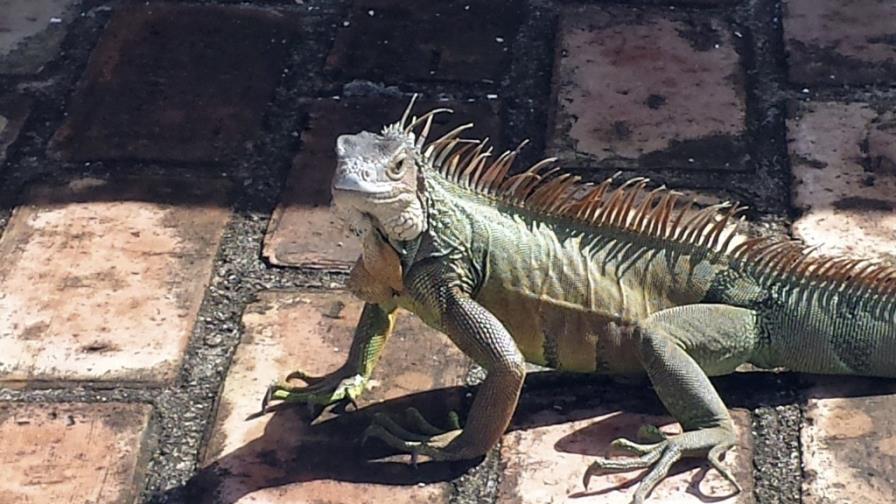 El Caribe se alía para tratar de rescatar sus iguanas autóctonas