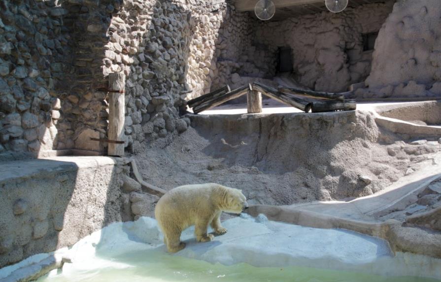 Argentina: controversia por traslado de oso polar