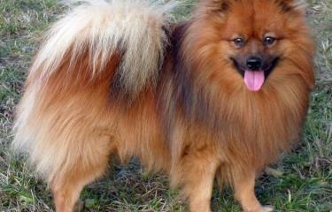 son los pomeranias perros agresivos