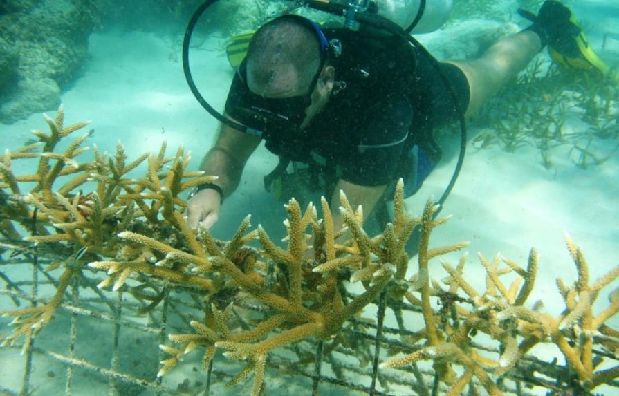 Los daños a los arrecifes de coral costarían a los hoteles hasta US$100 millones