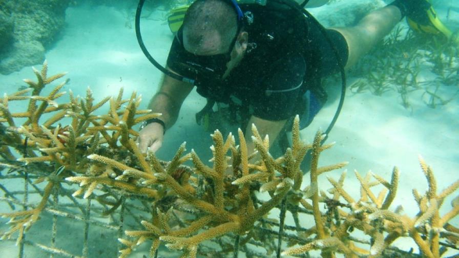 Los daños a los arrecifes de coral costarían a los hoteles hasta US$100 millones Los daños a los arrecifes de coral costarían a los hoteles hasta US$100 millones