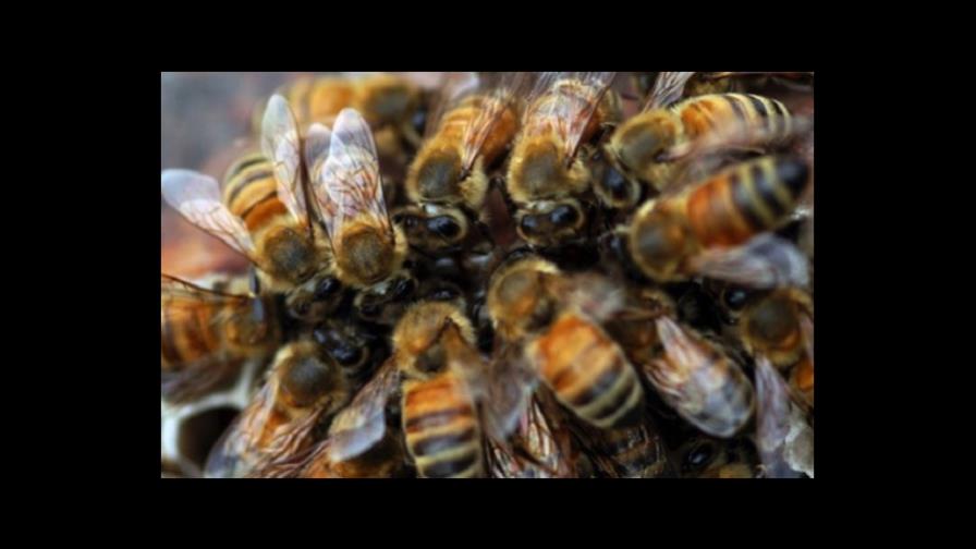 Un ingeniero sobrevive doce días en la selva brasileña comiendo insectos