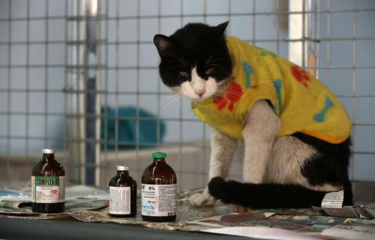 El hospicio de los gatos con leucemia