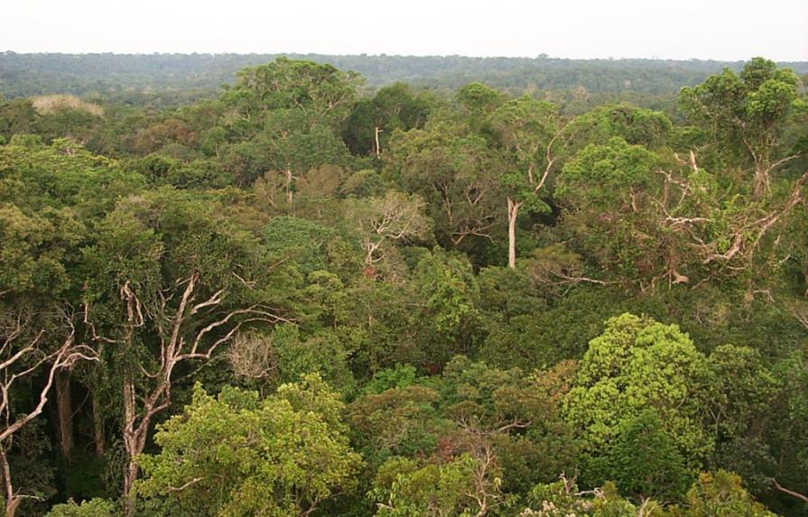 Países y empresas se comprometen a terminar con la deforestación en 2030