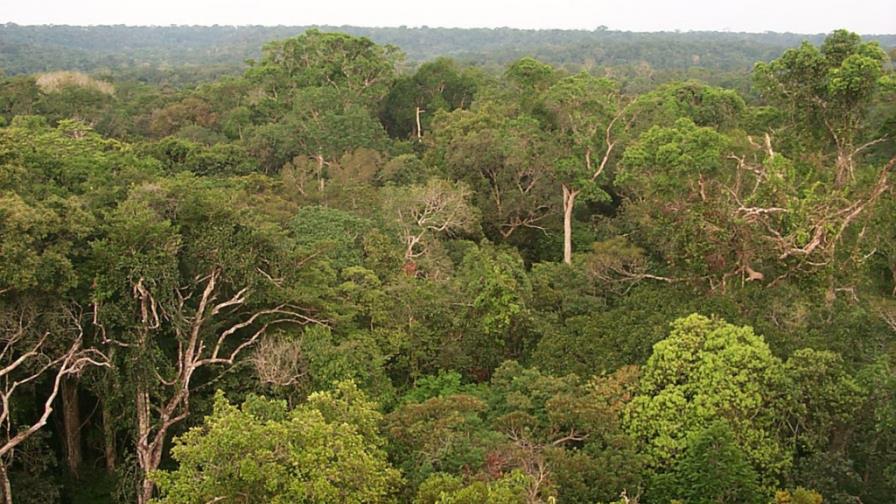 Países y empresas se comprometen a terminar con la deforestación en 2030 Países y empresas se comprometen a terminar con la deforestación en 2030