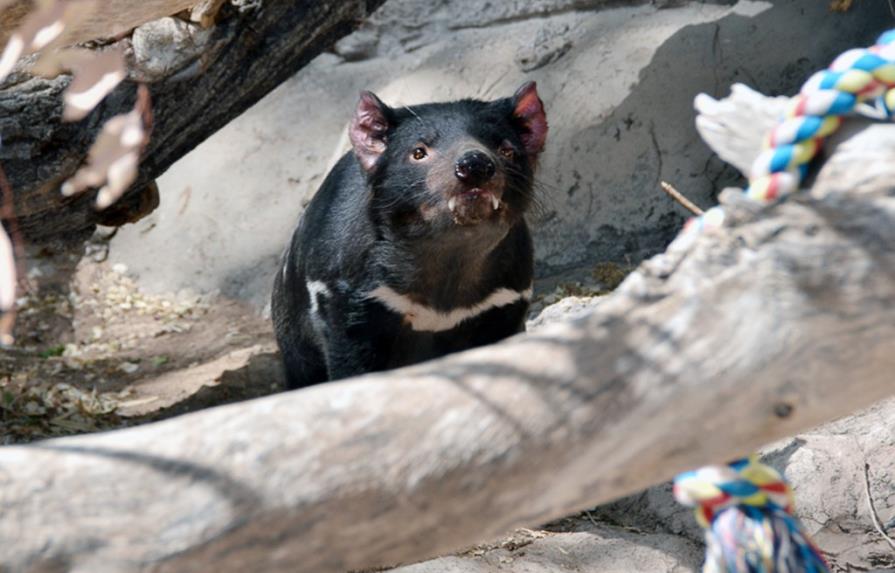 Matan a un demonio de Tasmania en zoo Nuevo México