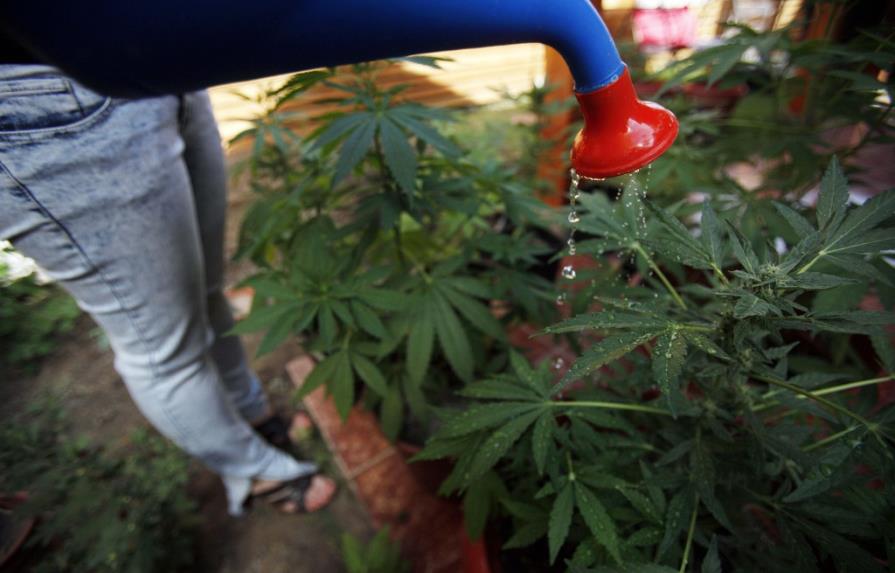 Mamás cultivan marihuana para medicar a sus hijos