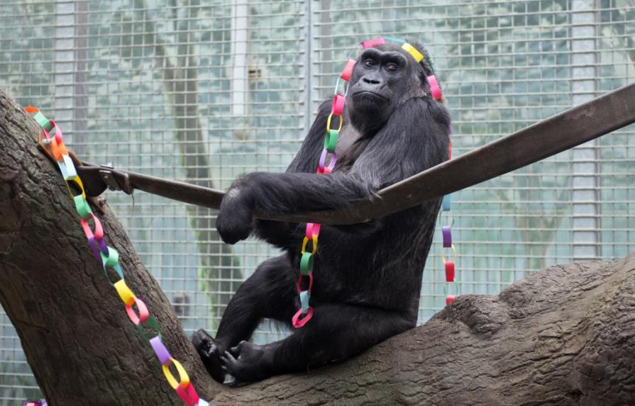 Una gorila festeja sus 58 años en zoo de Ohio