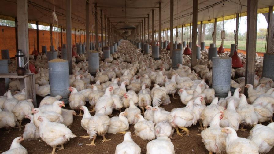 Una sobreproducción lleva a bajar el precio del pollo