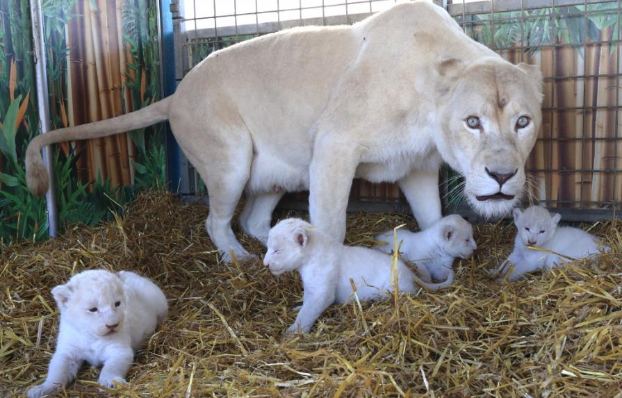 Nacen 4 leones blancos en circo Alemán