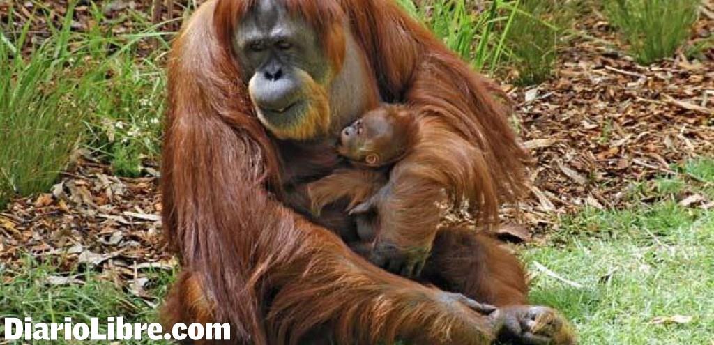 Orangután pelea libertad como ‘persona no humana’