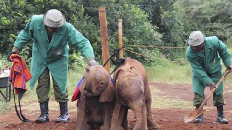 Polémica en Zimbabue por la venta de 27 crías de elefante a China