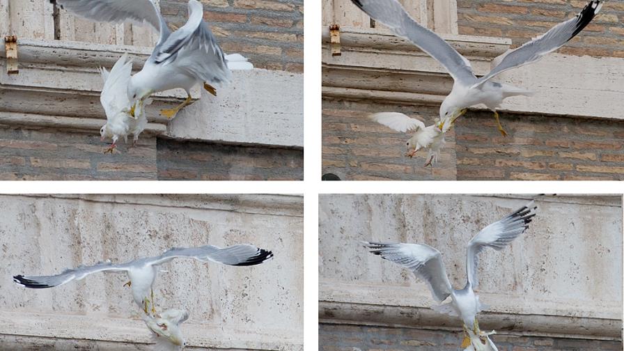 Aves atacan a dos palomas de la paz en El Vaticano