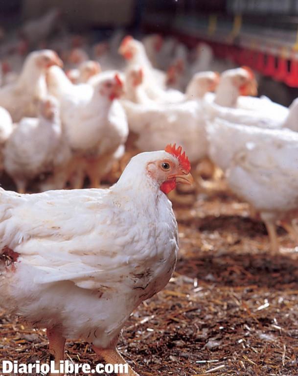 Inician el proceso de certificación mundial a pollos dominicanos