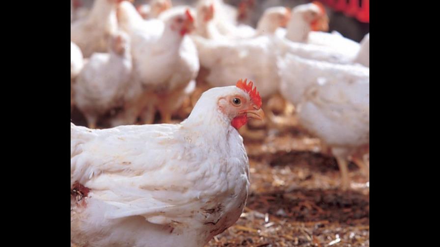 Inician el proceso de certificación mundial a pollos dominicanos